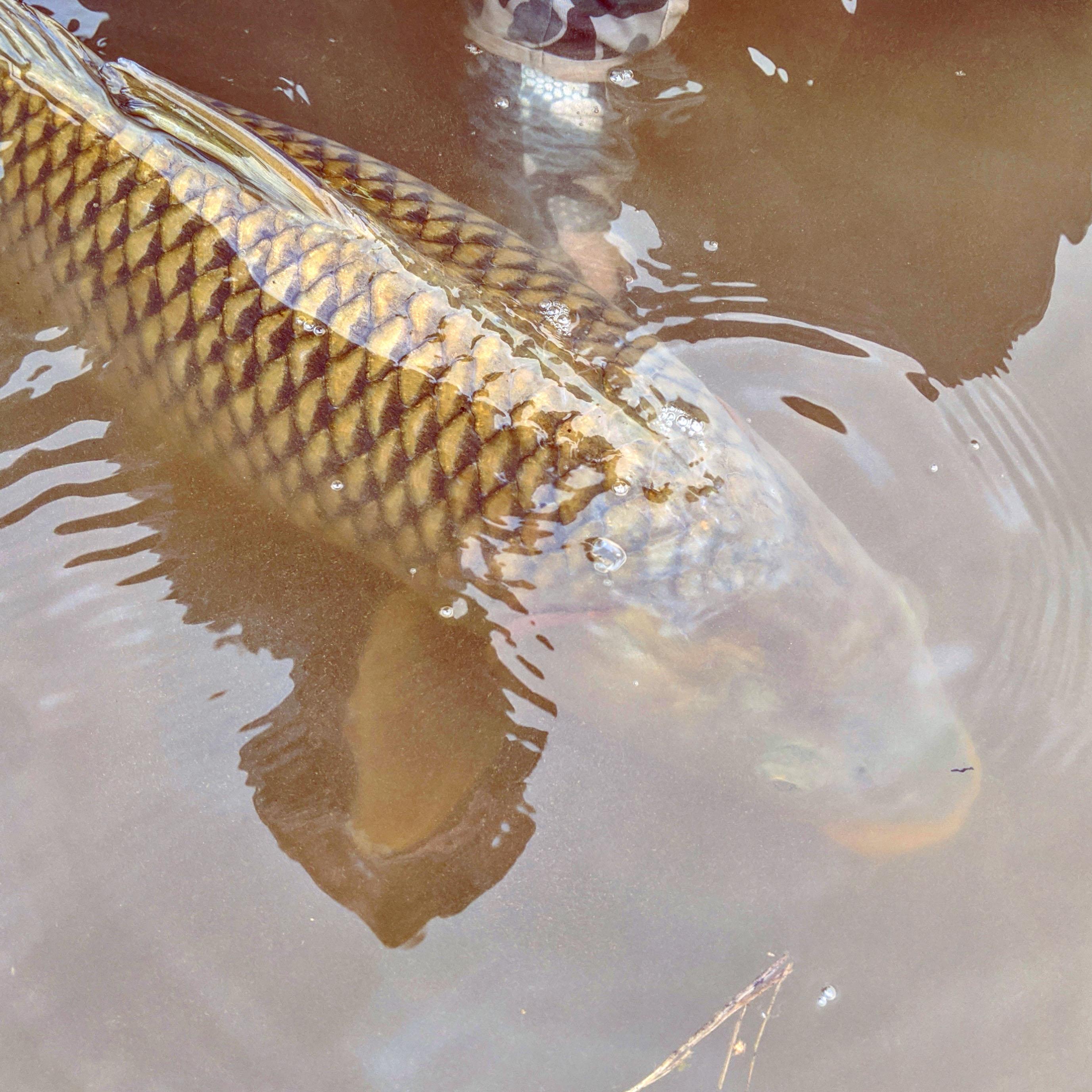 A common carp partially submerged, seen from above.